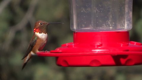 showy male rufous hummingbird feeding at a feeder
