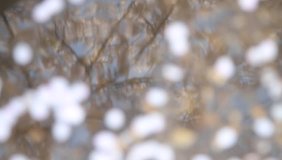 Refelctive image of wild cherry blossoms on the surface of water - Powered by Shutterstock - Get 15% off with code: PIKWIZARD15
