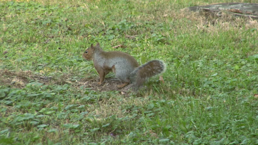 A gray squirrel eating a nut