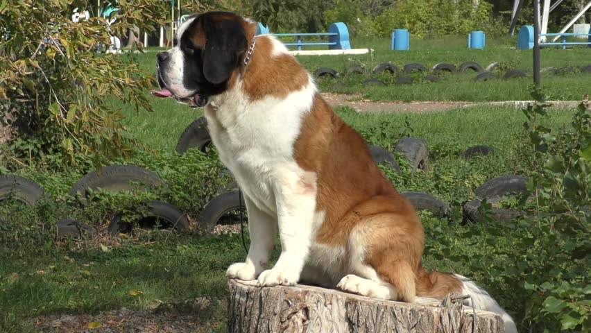 Dog Breed St Bernard Comes Vídeo Stock 100 Livre De Direitos Dog Breed St Bernard Comes Vídeo