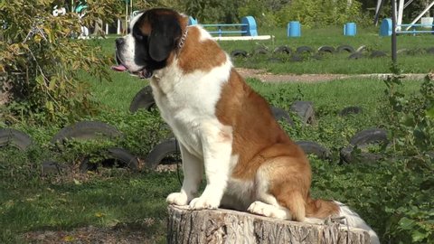 Dog breed St. Bernard comes from the Tibetan mastiff