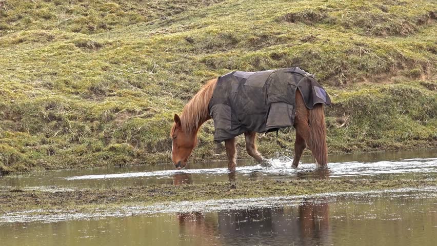Horse standing in the lake
