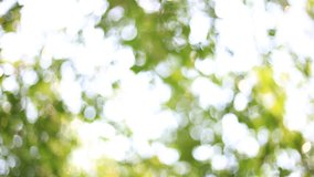 Defocused abstract nature bokeh background with green leaves and  lights bokeh, full hd