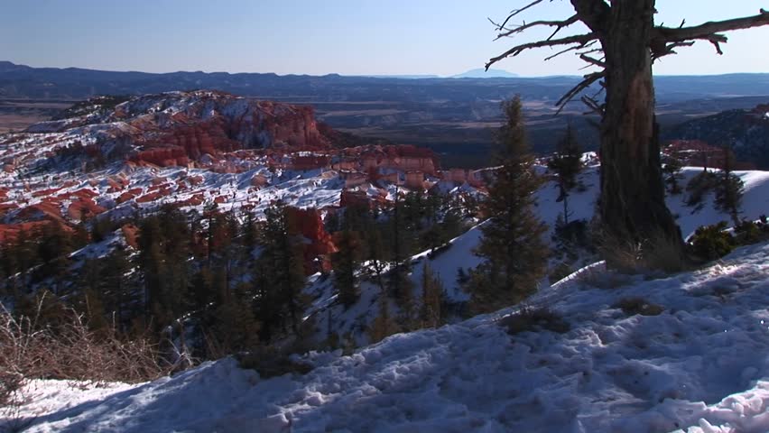 Medium-shot of pine trees and snow in Bryce Canyon National Park.