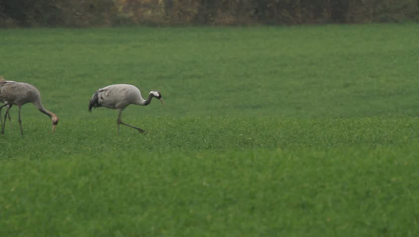 Common crane