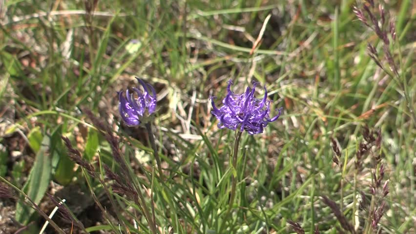 Alpine flowers on SchÃ¶njoch, Tirol - Teufelskralle, devil
