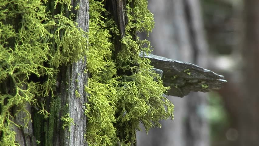 Close Up Of Moss Growing On Stock Footage Video 100 Royalty Free 1578949 Shutterstock