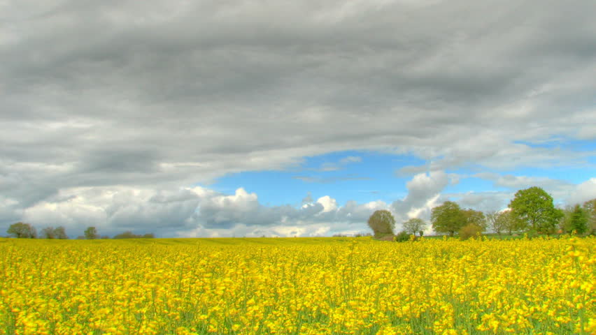 Time lapse of clouds over flower fields, high dynamic range imaging (hdr)