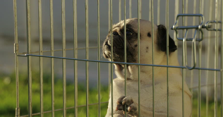 cage for pug