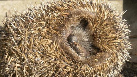 4k European Hedgehog (Erinaceus europaeus) sleeping teasing curled up in a ball scaring curled scared close up 