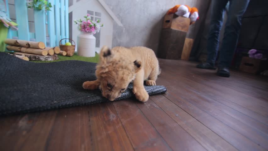 Little lion playing and sharpening its claws and teeth
