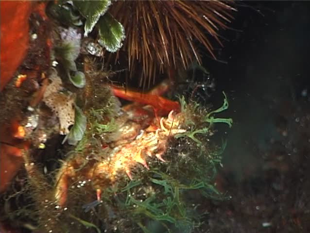 A Spider Crab puts its claws to good use and thus succeeds in penetrating the Sea Urchinâ€™s thick barrier of spines. Shot captured in the wild in the Mediterranean Sea (Italy) by 3CCD camera.