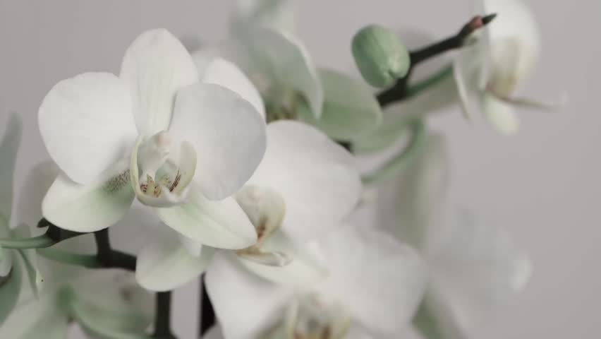 White Orchid Flower Stock Footage Video 100 Royalty Free Shutterstock