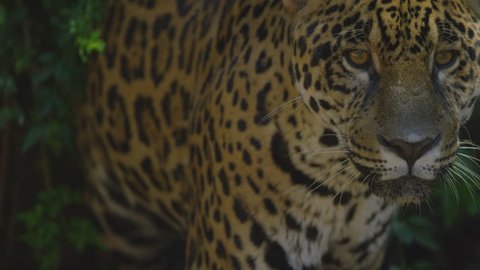 Amazing jaguar closeup in a rain forest - Brazilian and South America wild animals - Shot with RED cinema camera