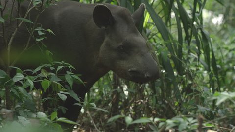 Tapir in forest, wonderful wild animal, shot with RED cinema camera