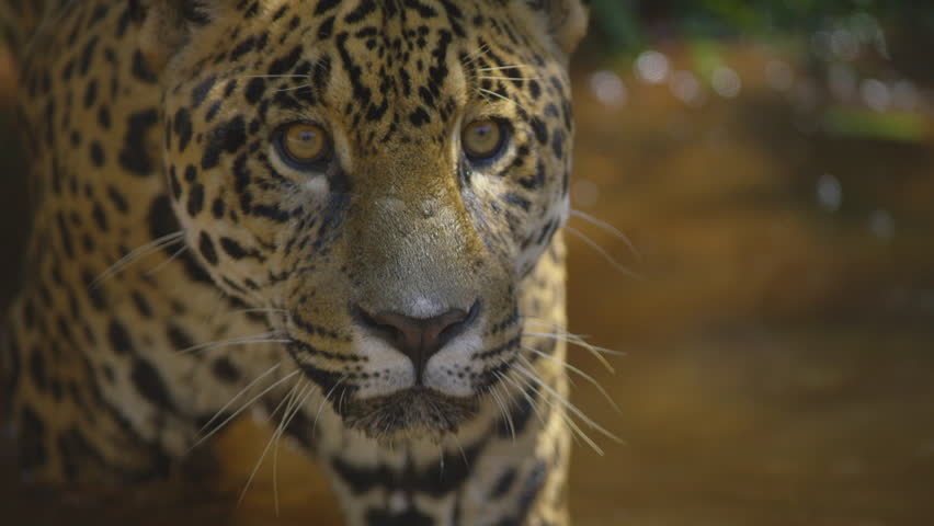 Jaguar, onça, awesome take in forest, brazil, south america shot with RED cinema camera | Shutterstock HD Video #15812098
