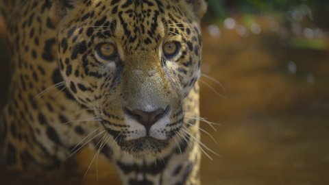 Jaguar, onça, awesome take in forest, brazil, south america shot with RED cinema camera