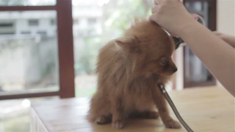 A Pomeranian dog is being blow-dry at home on a table