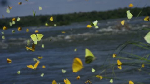 Beautiful butterflies, landscape, background, freedom, flying on river. Brazil RED cinema camera