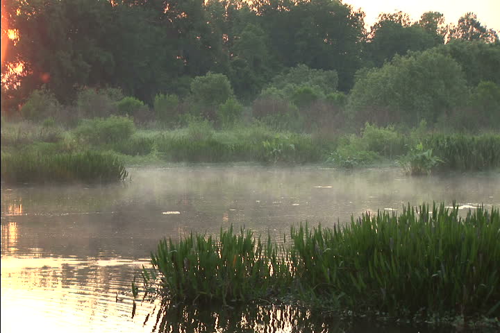 Mist over a swamp at dawn NTSC