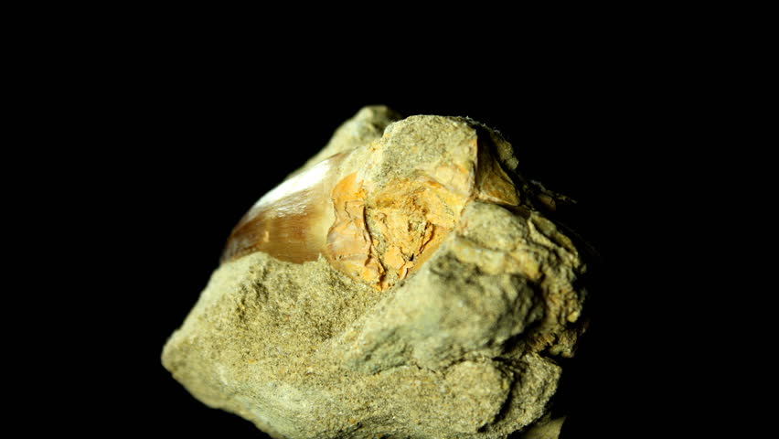 Fossil of a tooth of a mosasaur - large marine reptile from the Late Cretaceous period of the Mesozoic era. 4K.