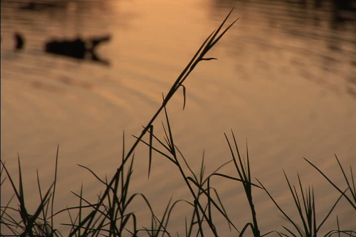 Grass and mist over a swamp at dawn NTSC