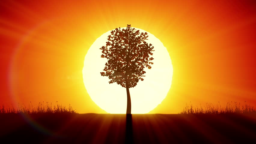 Beautiful Sunrise and Growing Tree. Achievement and Progress Concept 3d animation. Rising Sun Gives New Life. HD 1080.  | Shutterstock HD Video #15817774