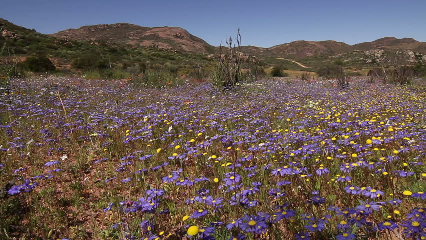 Namaqualand flowers tracking shot 