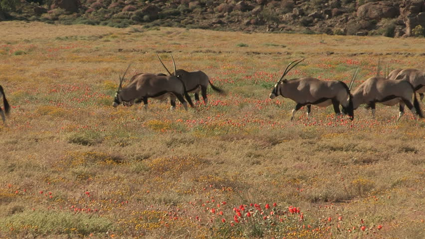 Herd of gemsbok walking through Namaqualand flowers 
