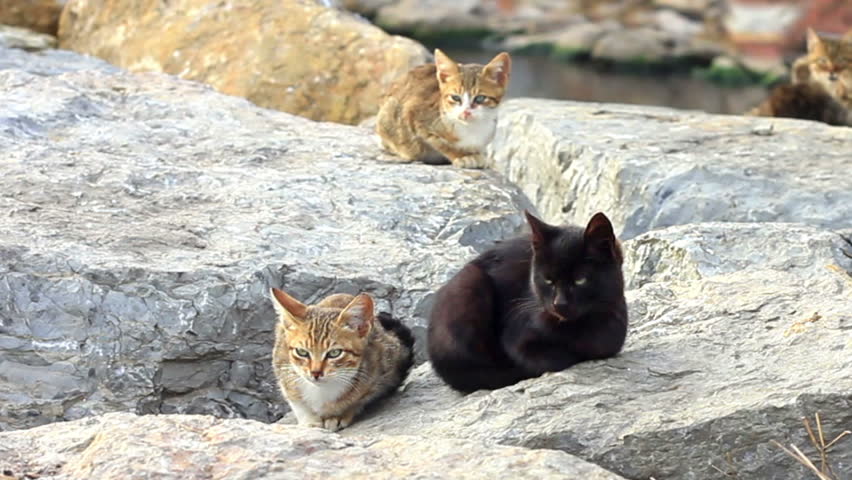 Cats sitting on a rock 