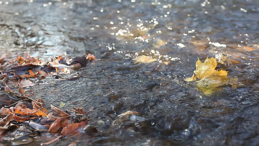 Leaves in the river float past the camera