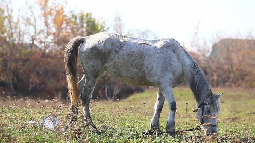 old Horse Eating In The Field