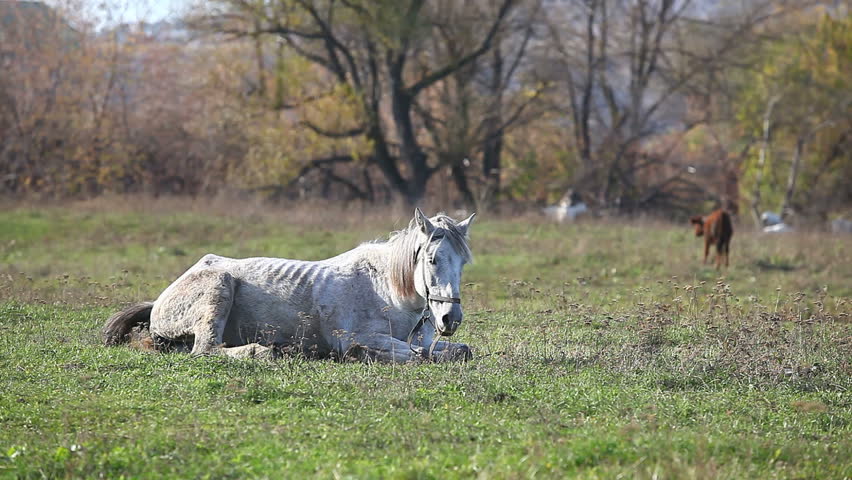 old horse lying on the lawn