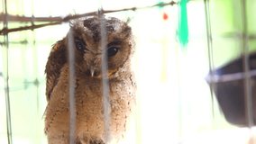 Owl in the Cage