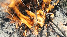 Close up of ash. Burning wood, campfire macro video. 