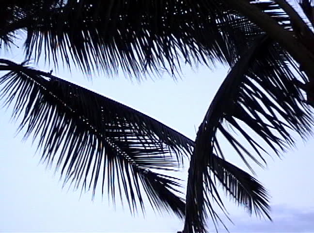 Hawaii palm tree