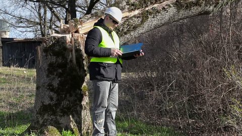 Worker with checking documentation near fallen tree