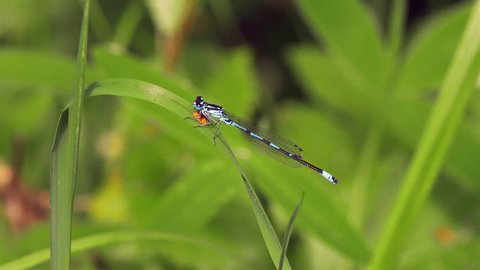 A small, beautiful blue damselfly (related to the dragonfly) is sitting still on grass. Location: Lund, Sweden in the summer.
