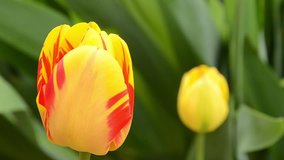 Tulips. Yellow tulips with red stripes in the spring garden with green natural background HD footage