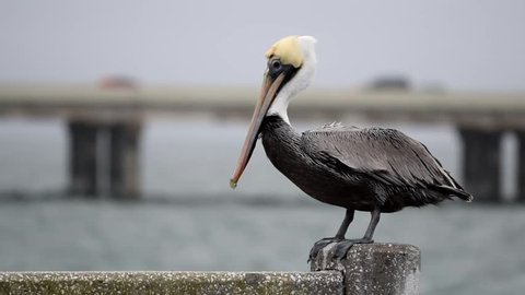 Pelican relaxing, Florida.
