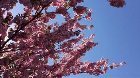 Pink cherry blossoms with blue sky in the background, sways in the wind