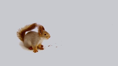 squirrel in the studio with white backdrop