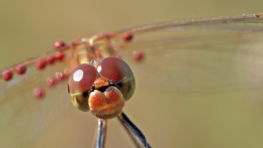 dragonfly macro