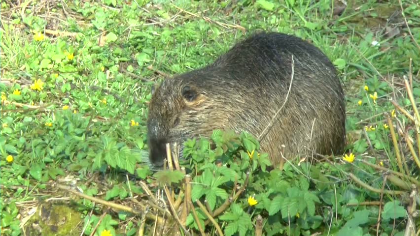 muskrat, ondatra zibethicus