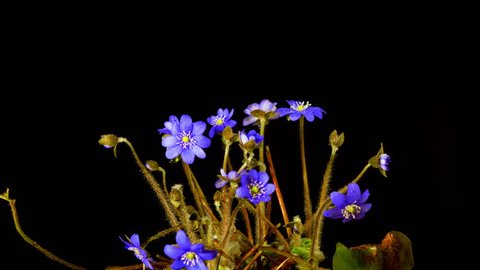 Hepatica flower blossoms,  time-lapse