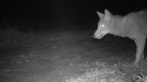 Coyote Digging Animal Burrow Hoping Eat Stock Footage Video (100% ...