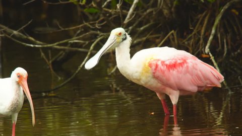 Roseate spoonbill (Platalea ajaja) is feeds in shallow fresh or coastal waters by swinging its bill from side to side. A rare bird to film and an iconic bird for bird watchers and conservation.
