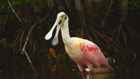 Roseate spoonbill (Platalea ajaja) is feeds in shallow fresh or coastal waters by swinging its bill from side to side. A rare bird to film and an iconic bird for bird watchers and conservation.
