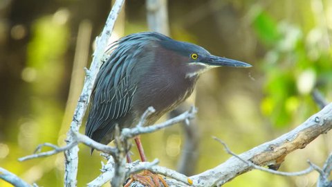 Green heron (Butorides virescens) is a small heron of North and Central America. This one is hunting in a mangrove swamp along a coastal saltwater marsh in Florida.
