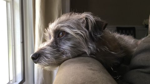 Little terrier dog resting head on back of couch looking out of window with sad and lonely expression